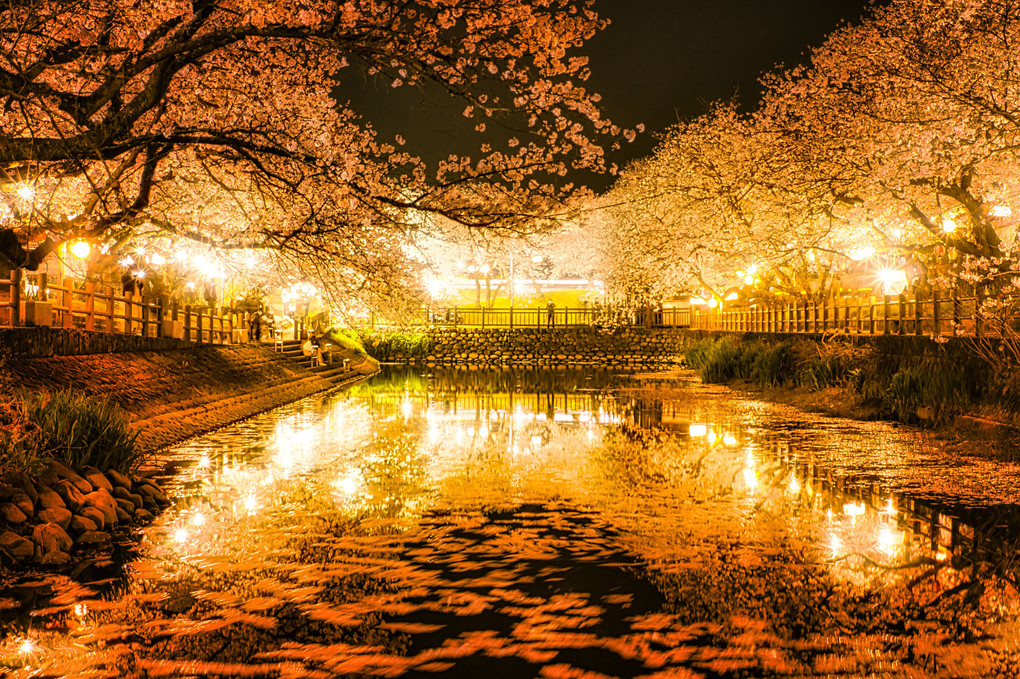 夜桜　花筏　ひょうたん池