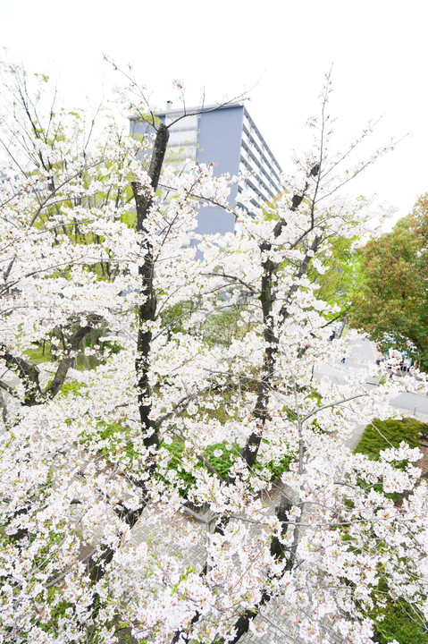 高島平の桜(2024.04.06)