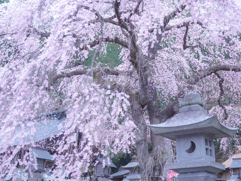 南湖神社の枝垂れ桜