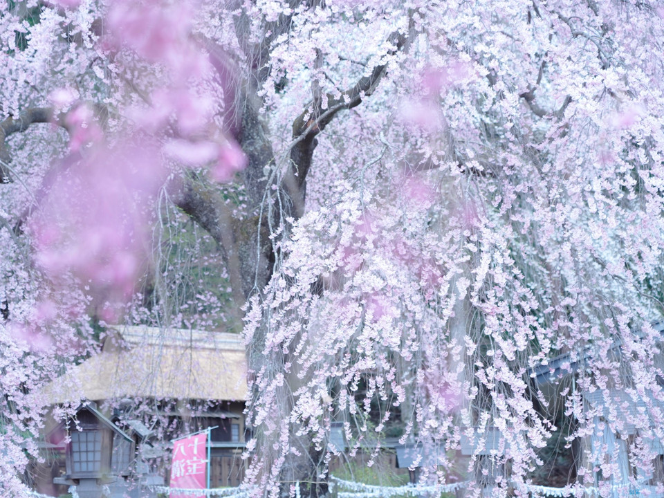 南湖神社の枝垂れ桜