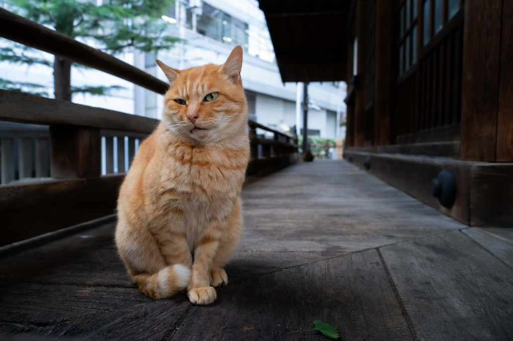 お寺で修行する猫さん