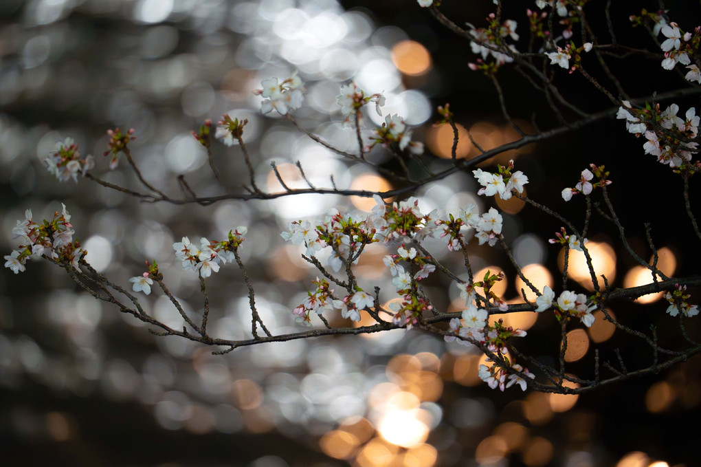 夜桜～目黒川～
