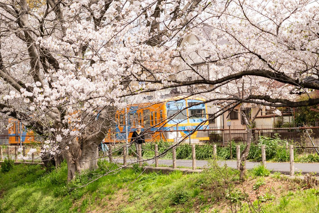 電車は走る桜の中を
