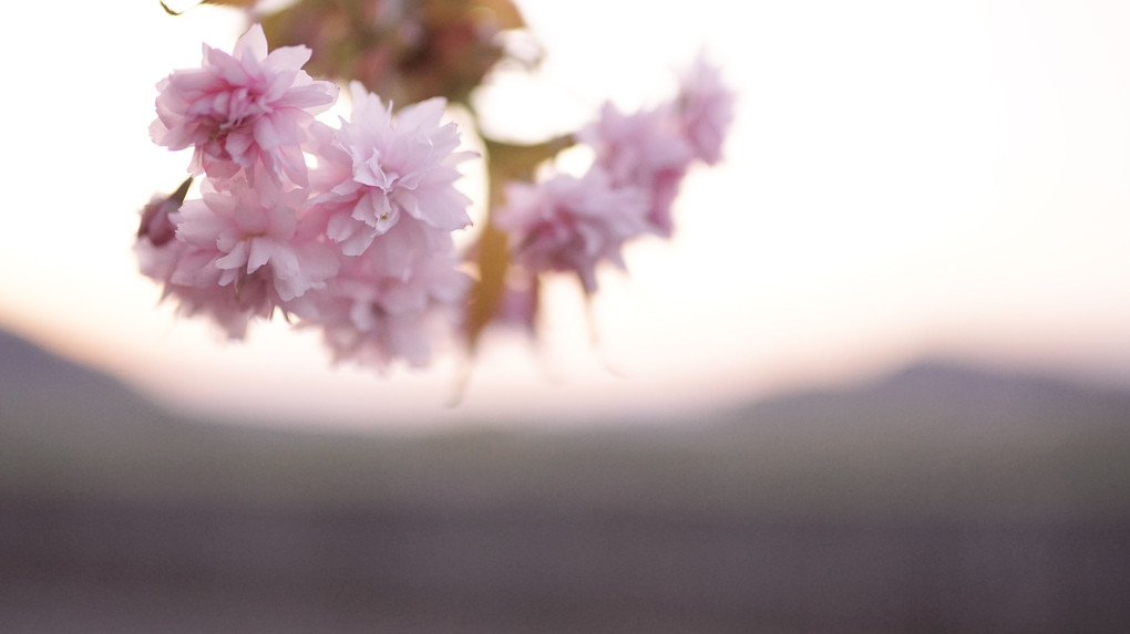 愛した風景と桜と