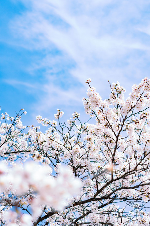 花と空