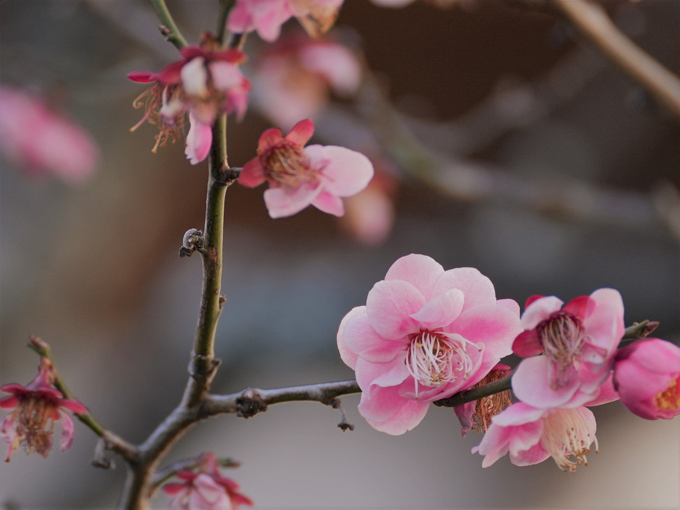 梅の花？