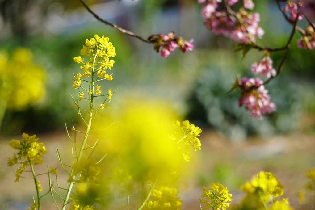 菜の花も良いなあ