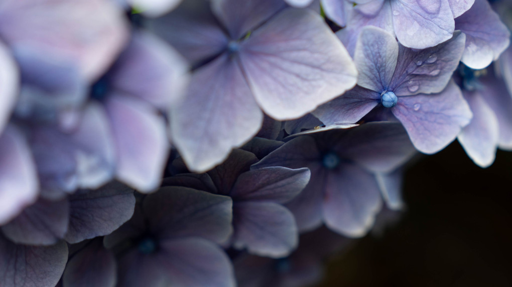 紫陽花　～紫～