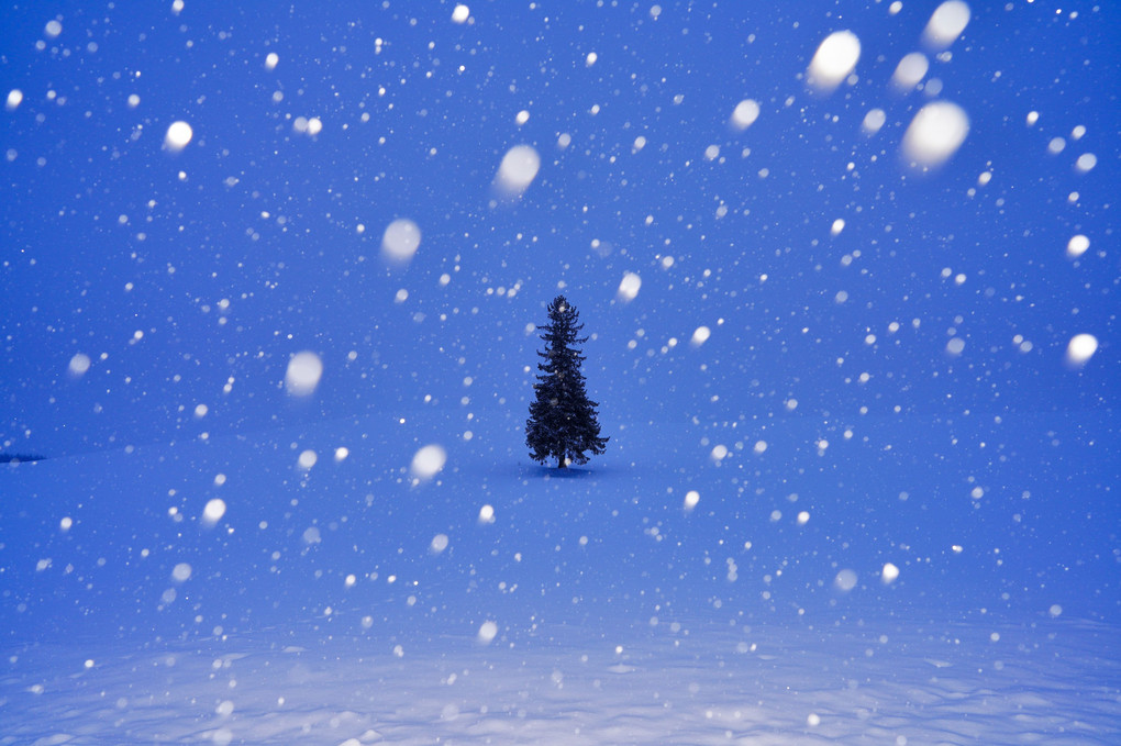 夜明け前雪のクリスマスツリー