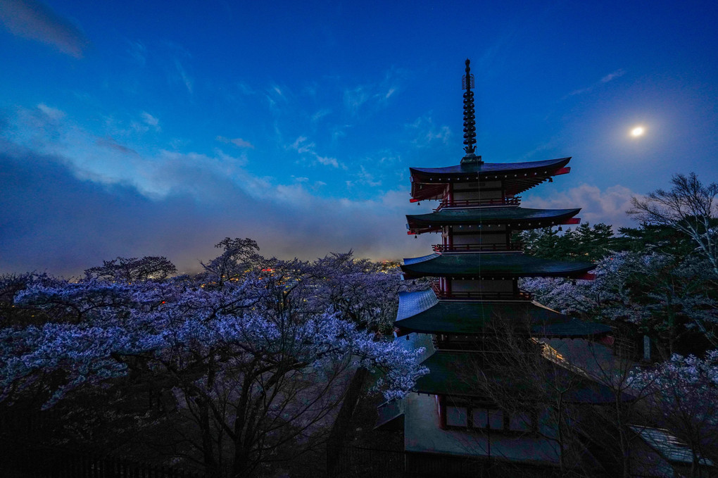 夜桜と五重塔