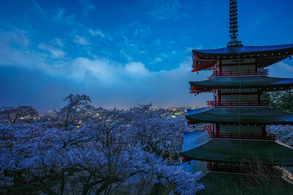 夜桜と五重塔