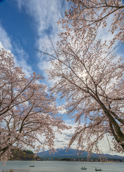 雲と桜のハーモニー