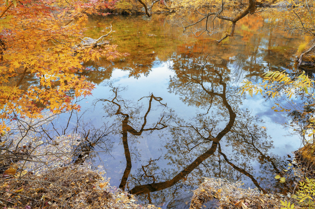 秋　湖面に写る枝ぶり