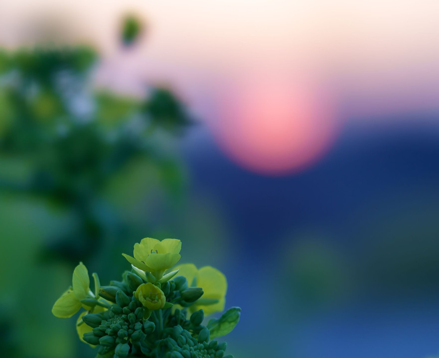 菜の花と日没