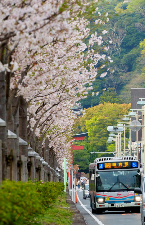 バスから見る段葛の桜