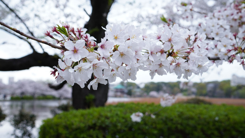 上野不忍池の桜2021