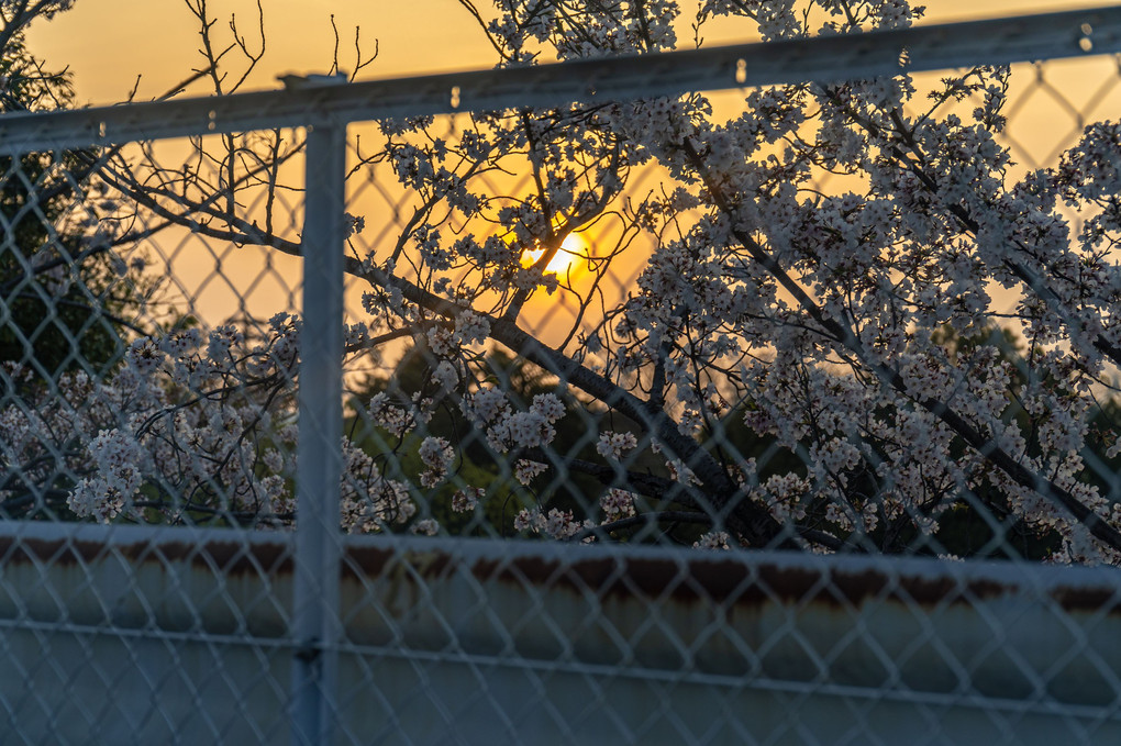 フェンス越しの夕日と桜