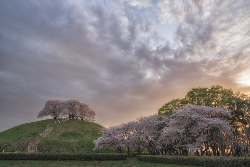 桜の夕景
