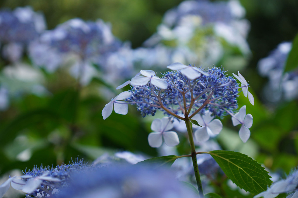 霊源院の甘茶