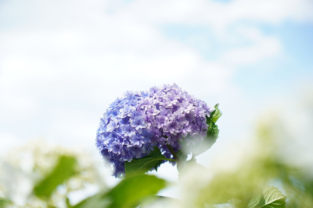 もりやま芦刈園の紫陽花