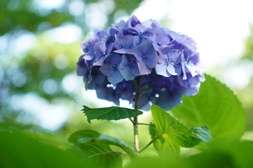 もりやま芦刈園の紫陽花