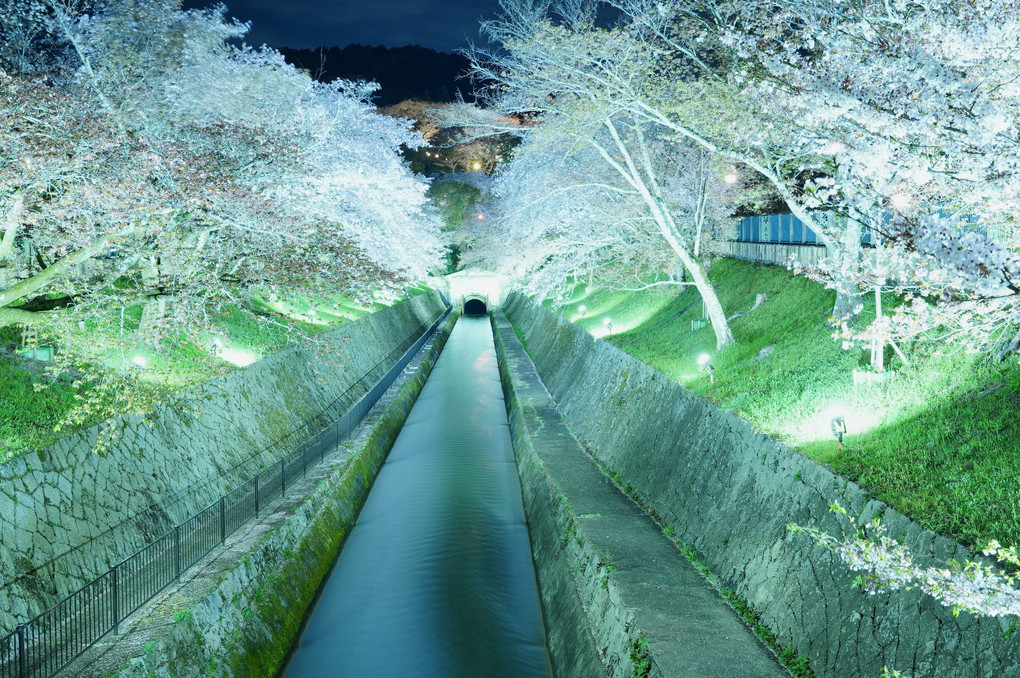 琵琶湖疎水の夜桜