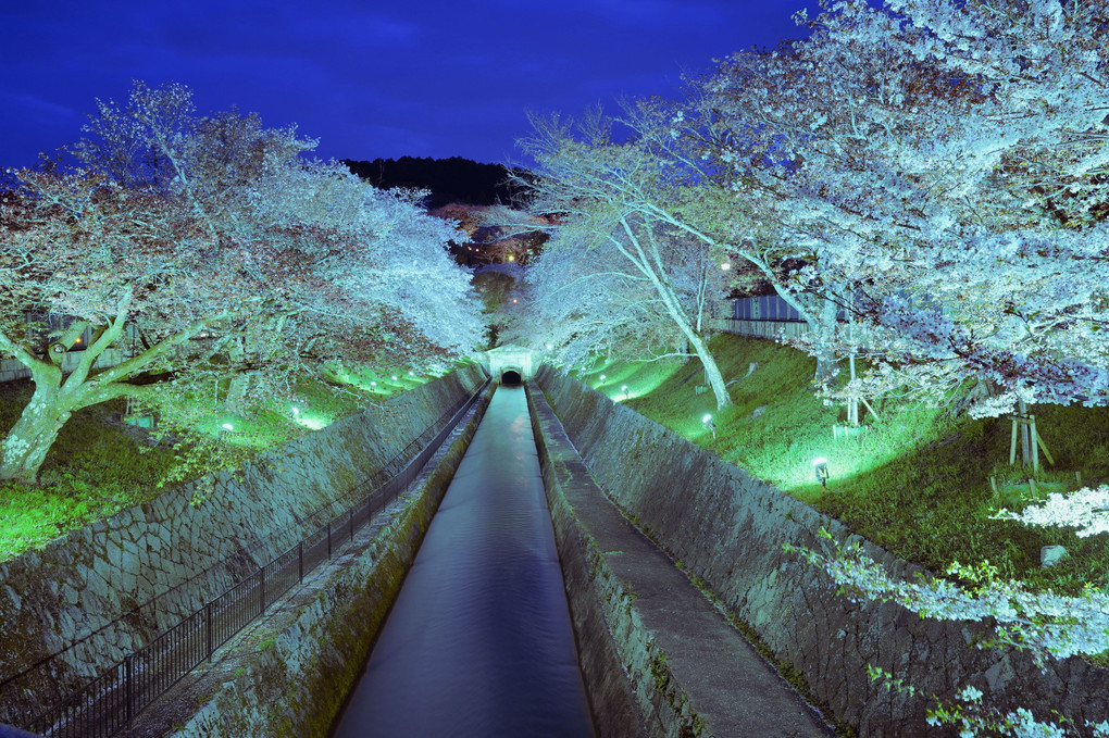 琵琶湖疎水の夜桜