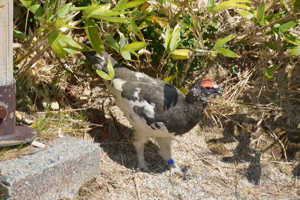 立山の雷鳥