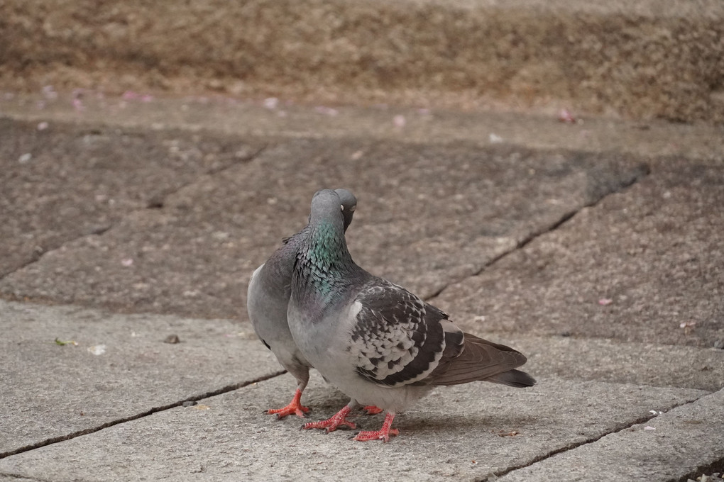 鳩の恋模様