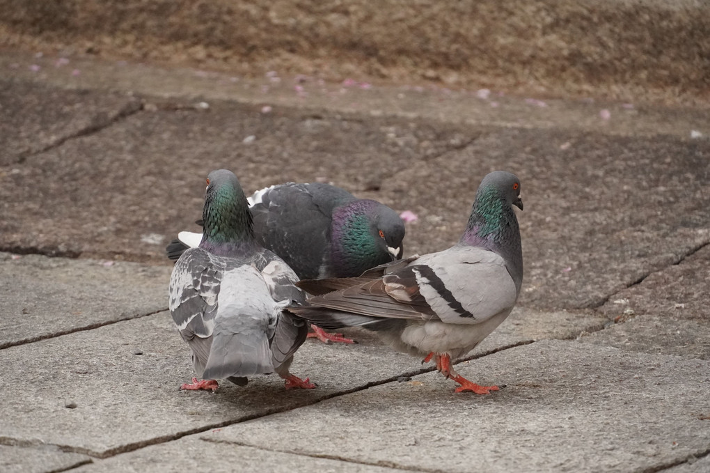 鳩の恋模様