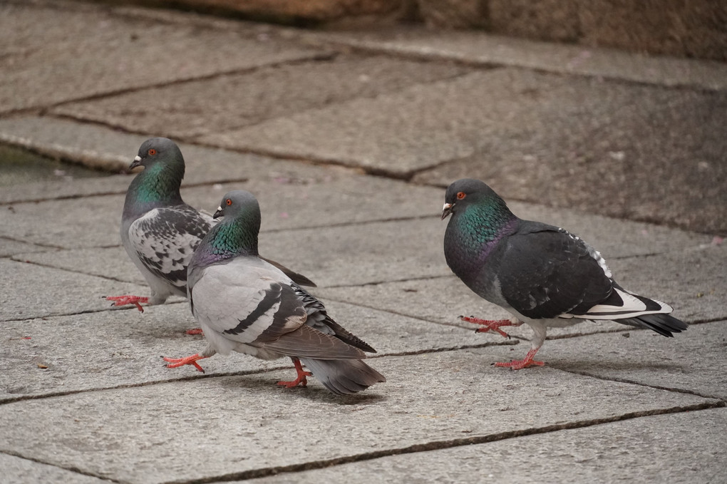 鳩の恋模様