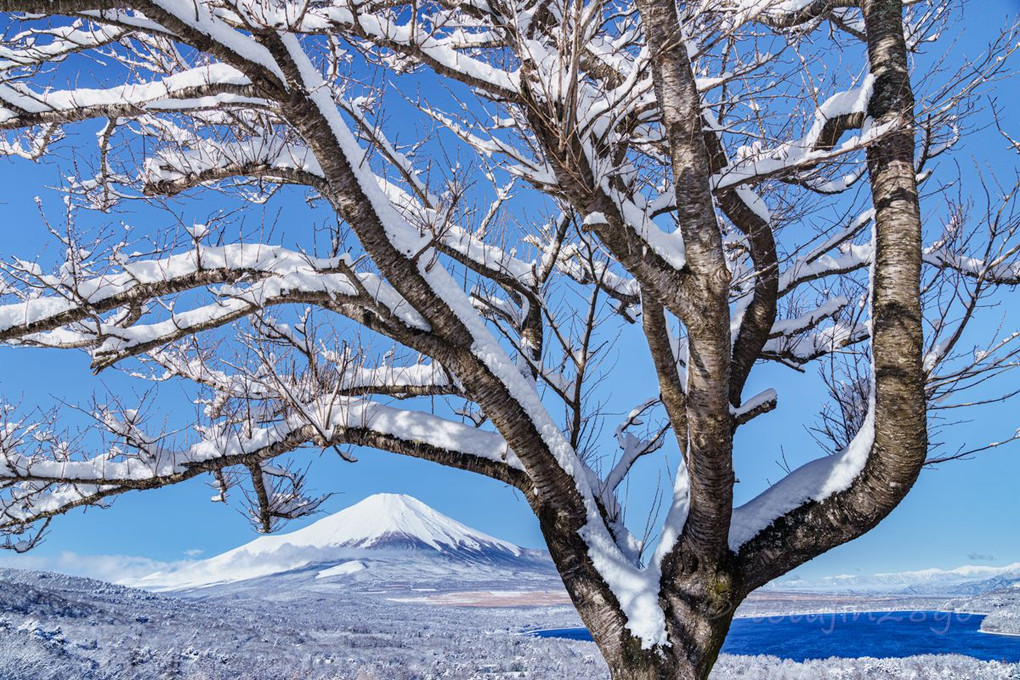 積雪の富士