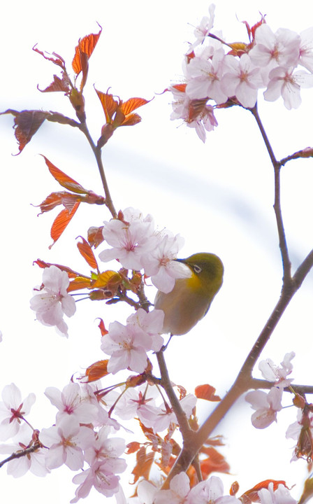 桜の蜜は大好物…サクジロー