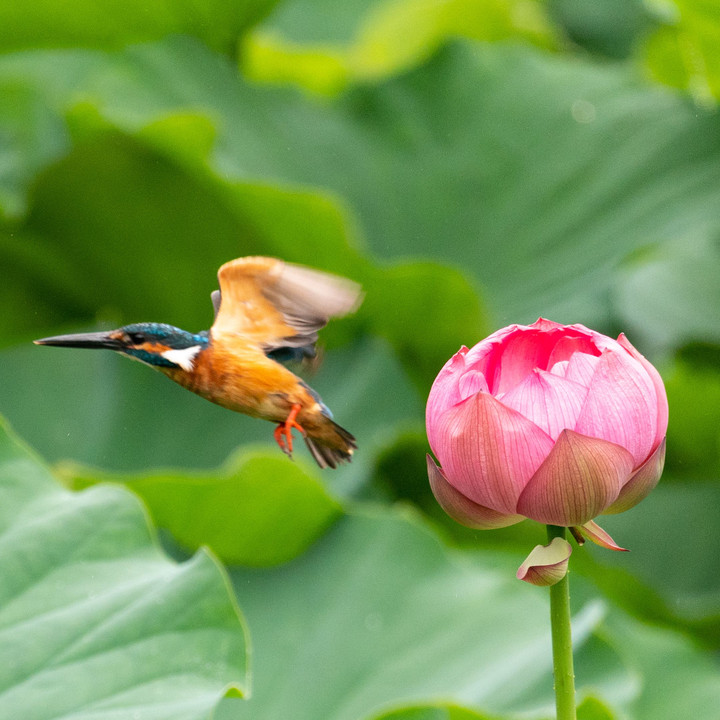 flower fairy kingfisher