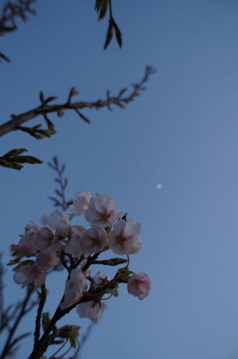 日暮れの桜（４パターン）