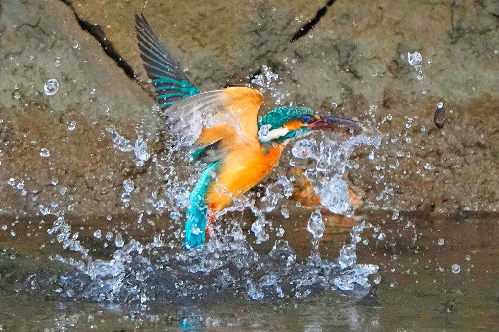 テナガエビを獲ったカワセミ君