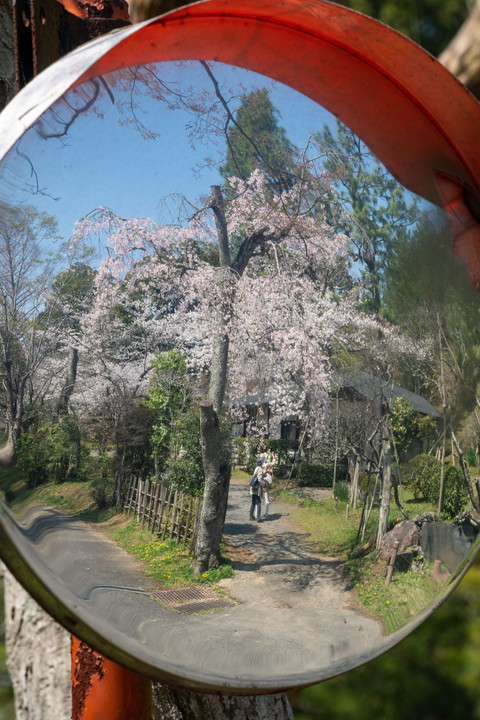 お花見　それぞれ・・・