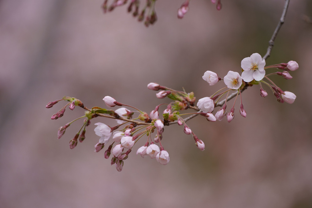 北海道神宮の桜並木