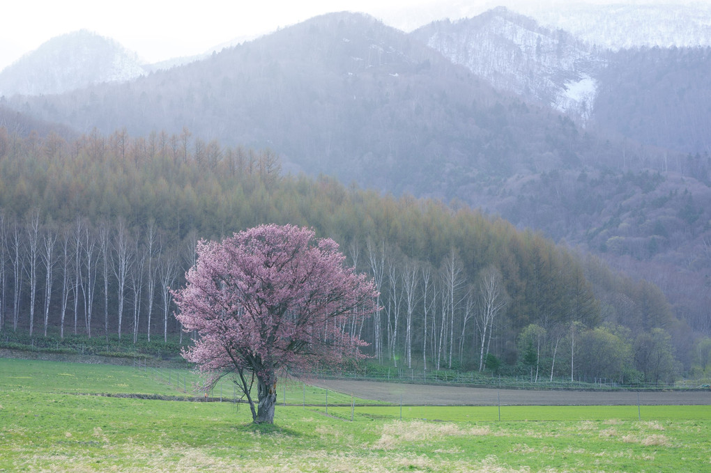 早春の富良野