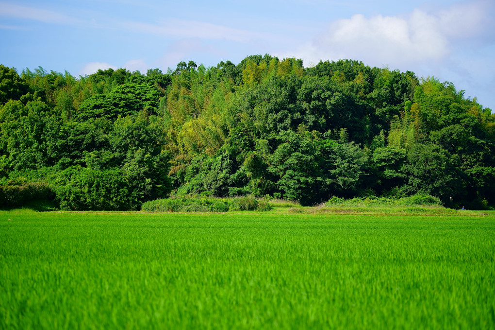 緑　初夏風景 稲と雑木林