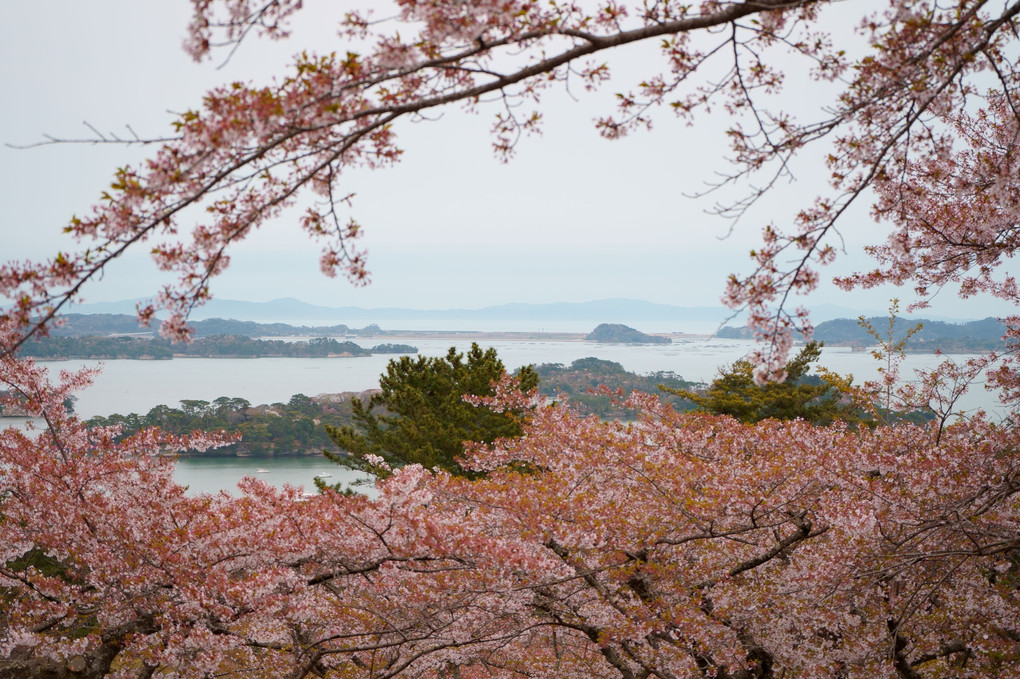 名残惜しむ松島の桜