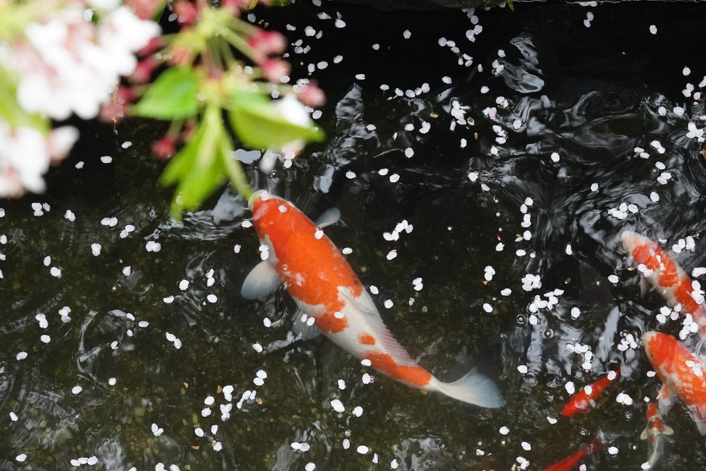 散る桜！惜しむ鯉