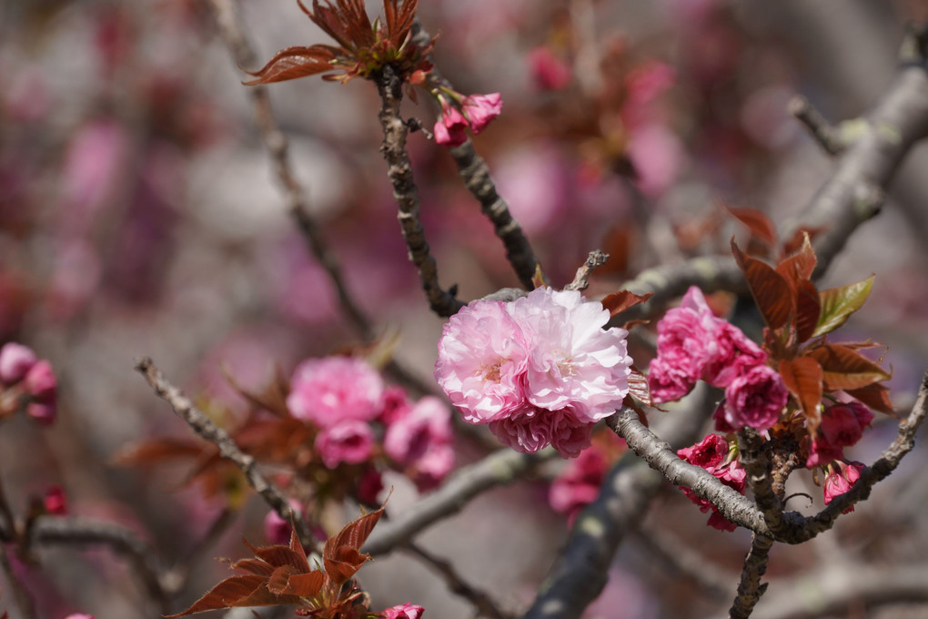刻々と春も進んで八重桜
