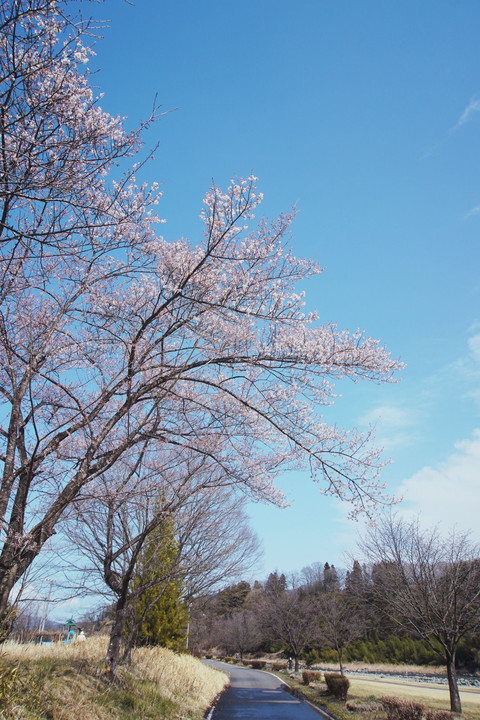 河川敷に咲いた桜