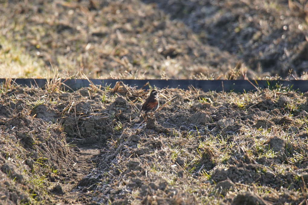 散歩中に出会った野鳥たち