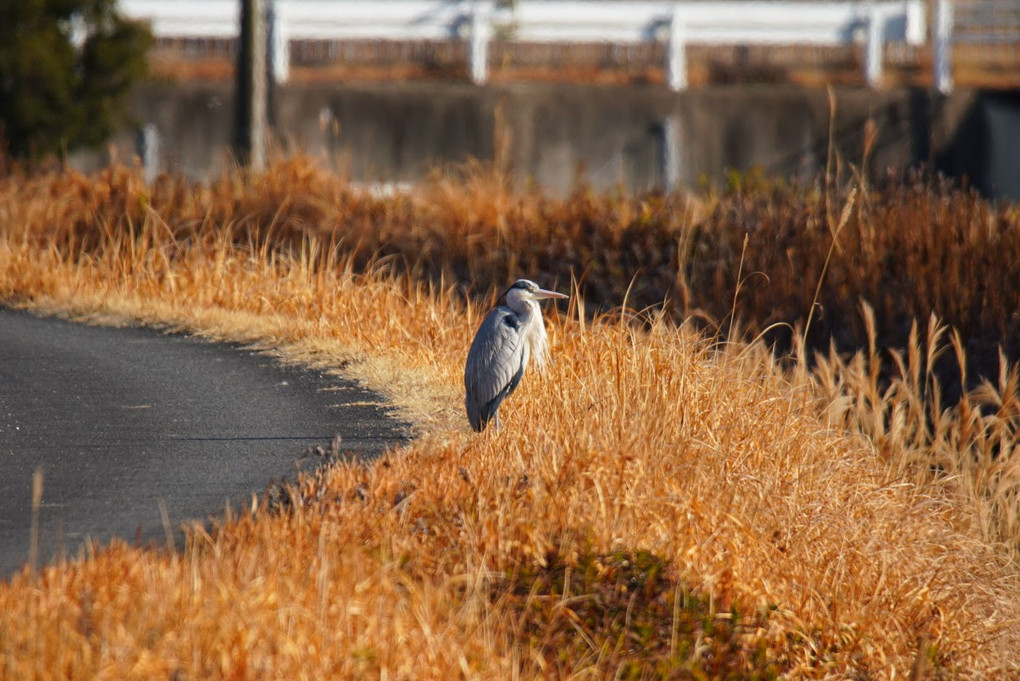 散歩中に出会った野鳥たち