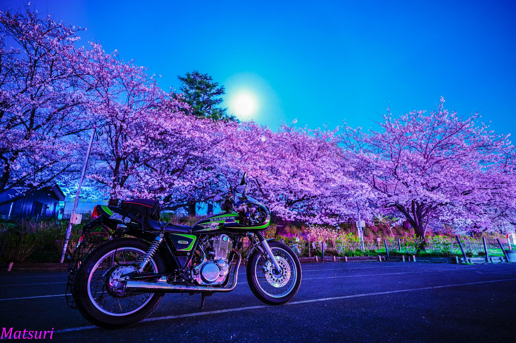 夜桜とSR400スーパーまつり号