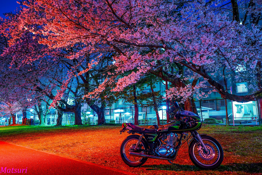 夜桜とSR400スーパーまつり号