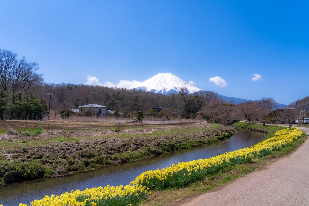 富士の春