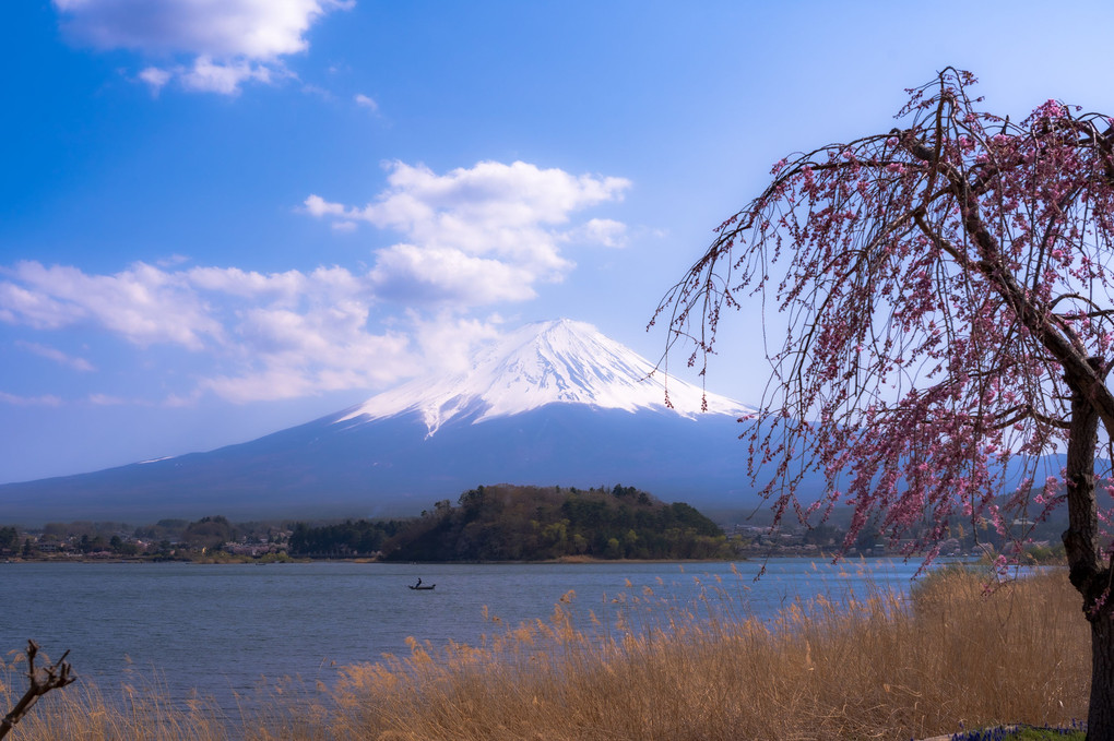 富士の春